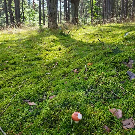 Promyk Appartement *