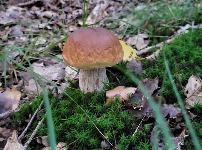 Promyk Виселка